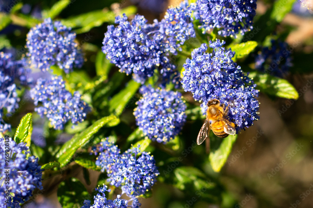Honeybee collecting pollen on blue wildflowers Honeybee collecting pollen on blue wildflowers