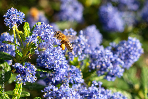 Honeybee collecting pollen on blue wildflowers