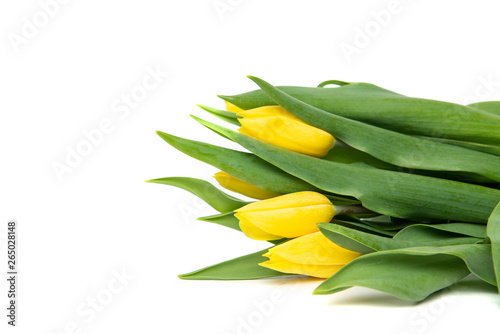 Yellow tulips on a white background. The concept of handing flowers to a woman  girl. Beautiful tulips and flowers  mother s day  women s day.