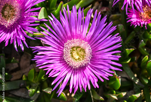 purple flower