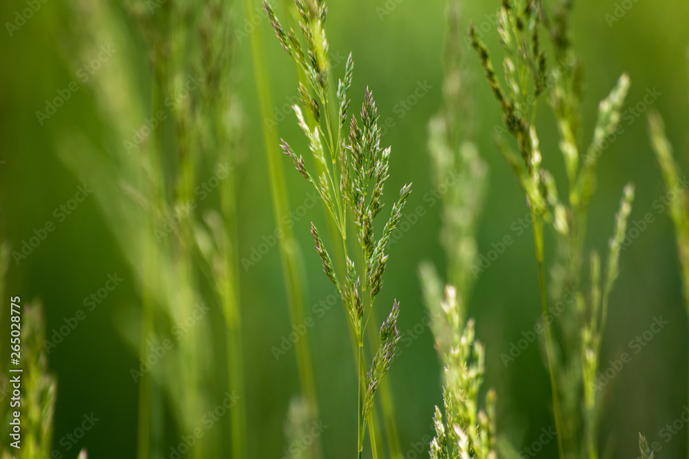 Wild plant on meadow with green grass background, sunny day