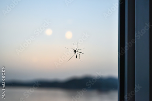 Mosquito on the window