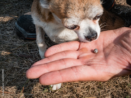 The tick engorged with blood moves on the man hand close up, swollen tick stirs in the palm of a man removed from the dog. The dog sniffs a tick that has been removed from its body photo