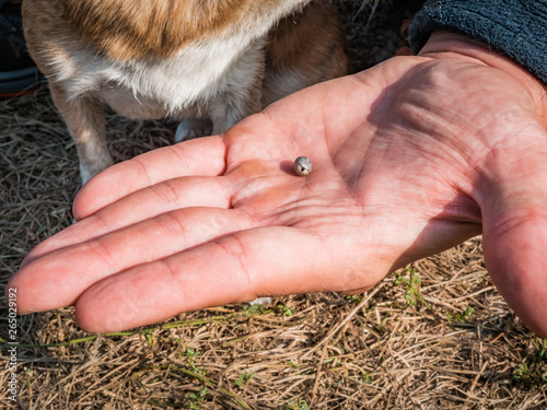 The tick engorged with blood moves on the man hand close up, swollen tick stirs in the palm of a man removed from the dog. The dog is trembling from the stress due to the extraction of the tick photo