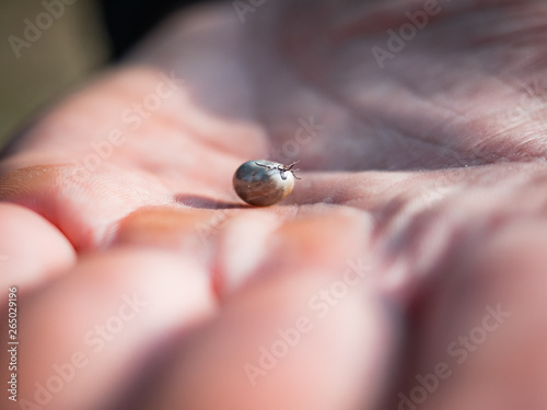 The tick engorged with blood moves on the man hand close up, swollen tick stirs in the palm of a man removed from the dog