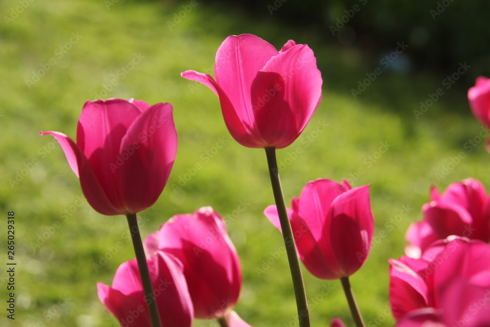 Turkey istanbul pink red yellow and white tulips garden Turkey istanbul pink red yellow and white tulips garden