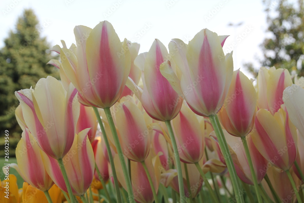 Turkey istanbul pink red yellow and white tulips garden Turkey istanbul pink red yellow and white tulips garden