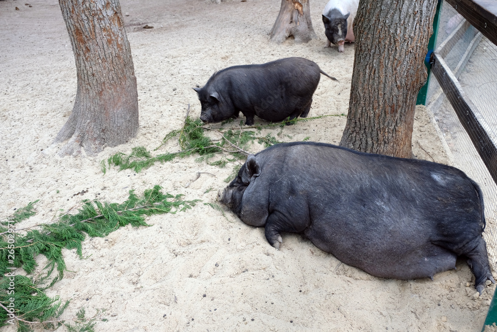 Two pigs between the trees, one is resting, the other is looking for food in the ground at the zoo. black fat domestic pigs laying down on the sand Two pigs between the trees, one is resting, the other is looking for food in the ground at the zoo. black fat domestic pigs laying down on the sand