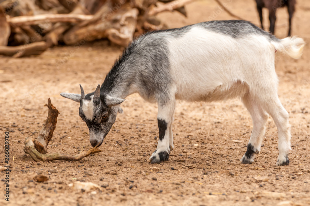 Portrait of a goat in a zoo