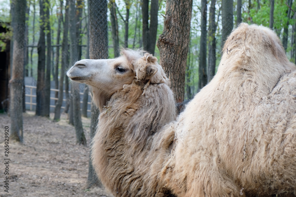 Φωτογραφία A camel with a hump at the zoo against the background of trees and a wicker fenc
