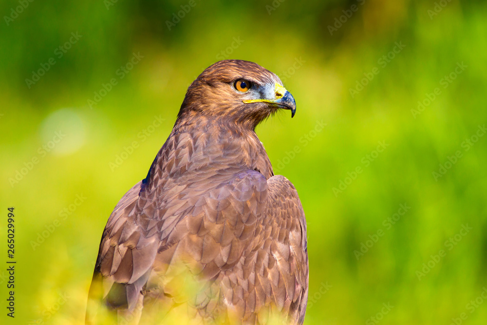 Hawk portrait. Green nature background Long legged Buzzard. Buteo rufinus. Hawk portrait. Green nature background Long legged Buzzard. Buteo rufinus.
