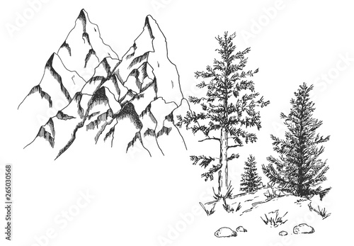 Coniferous tree pine at rock bottom