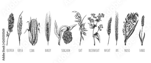 Wheat ears cereals crop sketch set