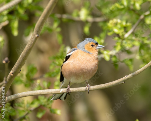 Chaffinch in an English wood.