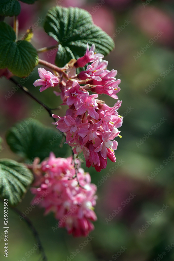 Blüte der Blut-Johannisbeere (Ribes sanguineum) Blüte der Blut-Johannisbeere (Ribes sanguineum)