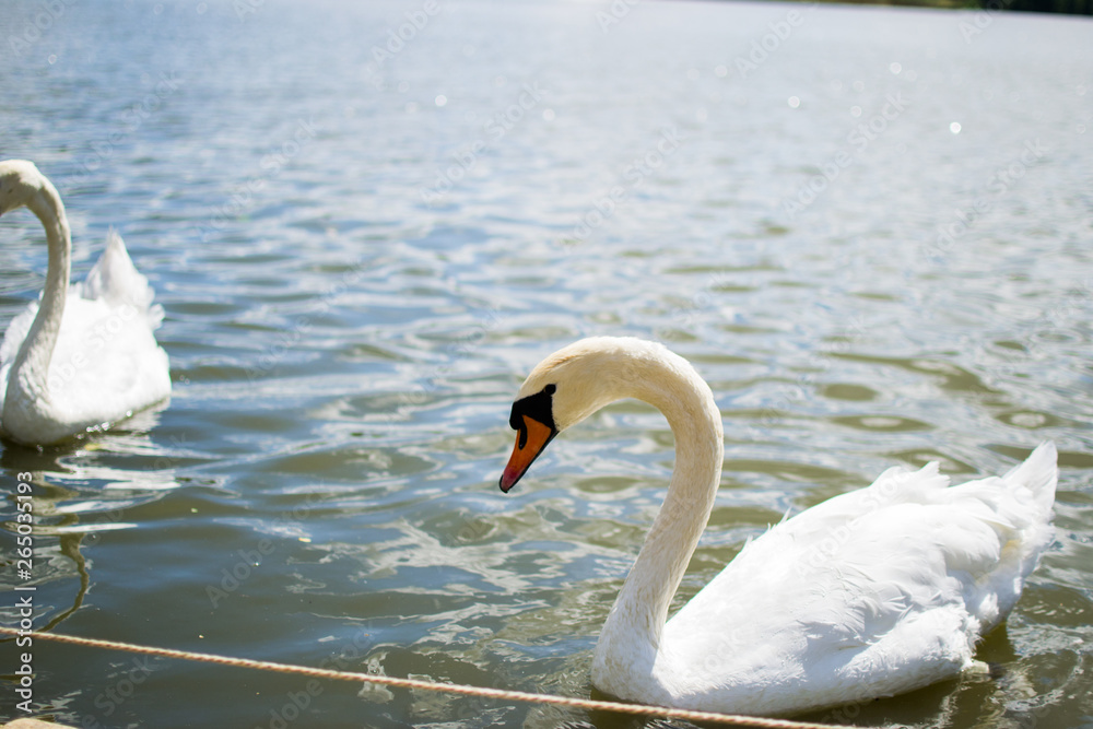 Fototapeta premium Two beautiful white geese swimming in a lake or pool