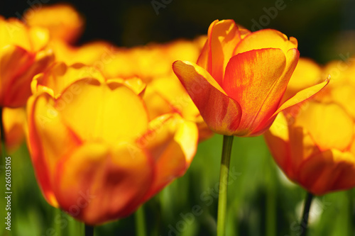 Beautiful yellow and red tulip.