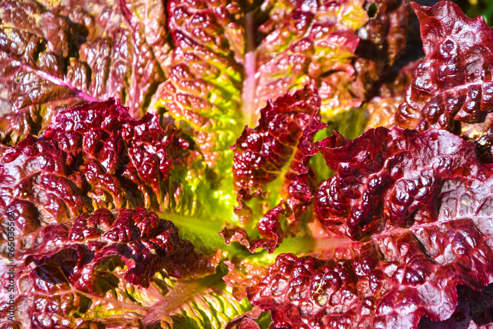 Red leaf lettuce,healthy background
