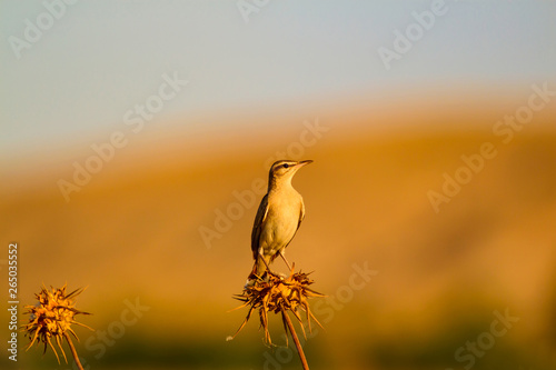 Scrub Robin. Bird: Rufous tailed Scrub Robin. Cercotrichas galactotes. Nature background. Urfa Turkey. photo
