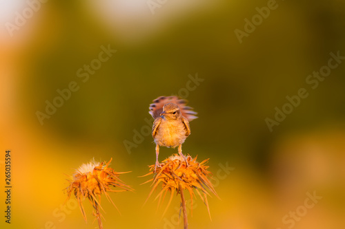 Scrub Robin. Bird: Rufous tailed Scrub Robin. Cercotrichas galactotes. Nature background. Urfa Turkey. photo