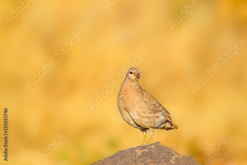 Partridge. Yelllow nature background. Bird: See see Partridge. Ammoperdix griseogularis photo