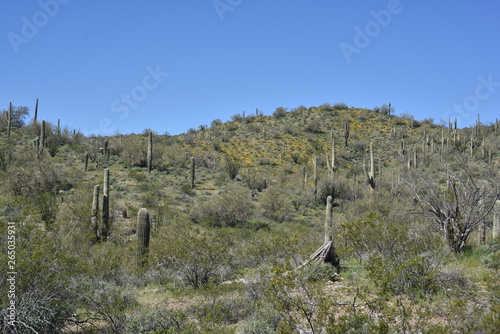 Arizona springtime desert bloom and green grasses