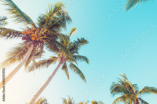 Palm tree on tropical beach with blue sky and sunlight in summer, uprisen angle. vintage filter effect