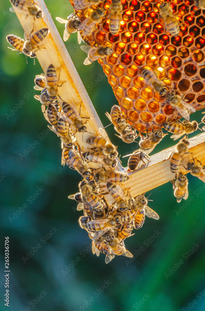 honey bees on honeycomb in apiary in late summertime