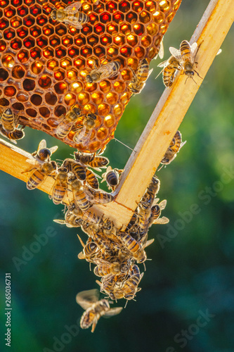 honey bees on honeycomb in apiary in late summertime 