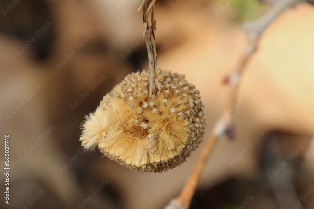 Seed Pod Seed Pod