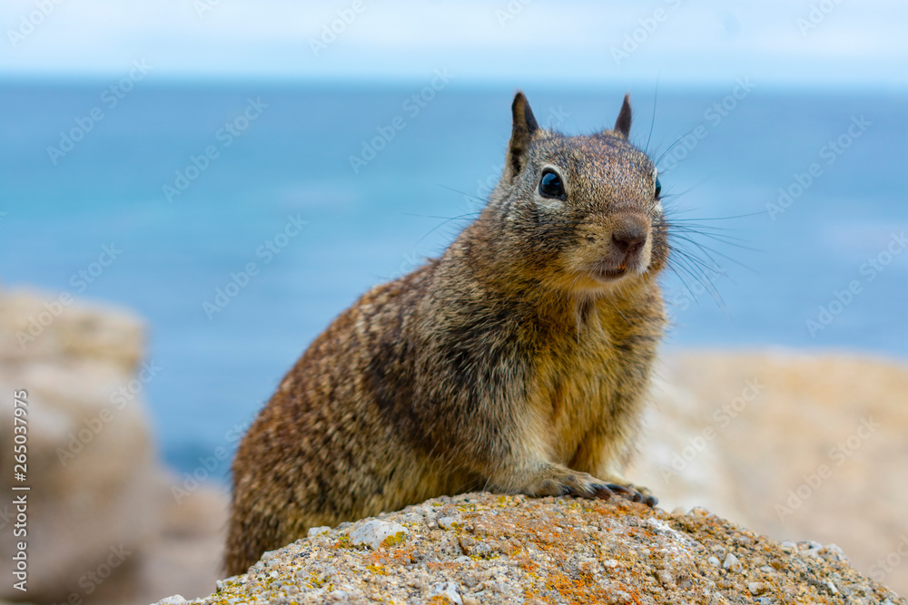 Ground squirrel on colorful coastal rocks with blue ocean water in background. Ground squirrel on colorful coastal rocks with blue ocean water in background.
