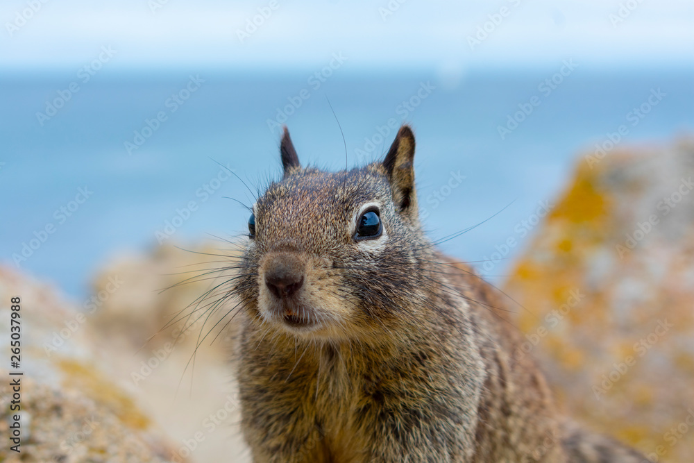 Ground squirrel on colorful coastal rocks with blue ocean water in background. Ground squirrel on colorful coastal rocks with blue ocean water in background.