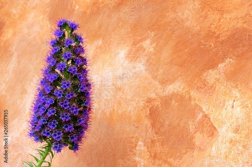 Purple pride of Madeira flower drought tolerant plant in full bloom against wall painted with wide brush strokes in warm light brown color.