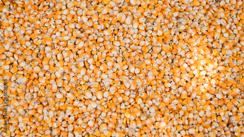 Yellow ear of sweet corn on the floor. Dry corn seed Yellow ear of sweet corn on the floor. Dry corn seed