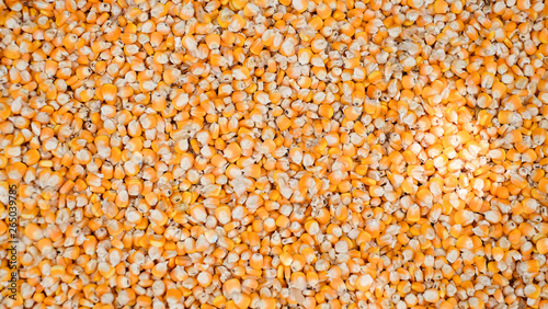 Yellow ear of sweet corn on the floor. Dry corn seed © Socoxbreed