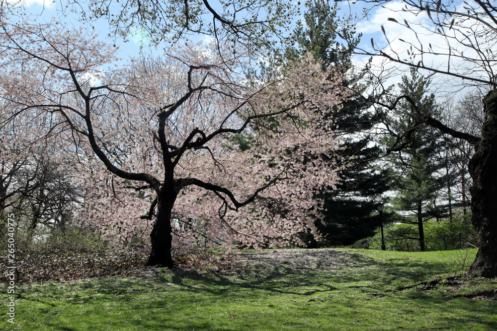 A blooming cherry tree A blooming cherry tree