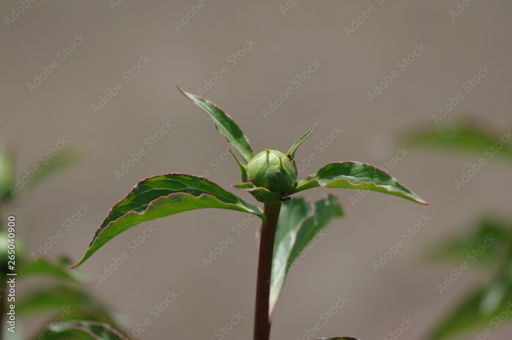 蟻が集っている芍薬の蕾 蟻が集っている芍薬の蕾