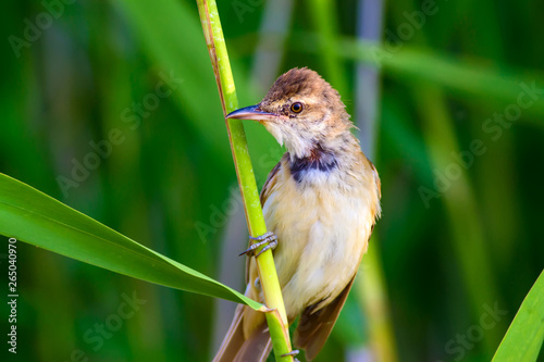 Cute bird. Green nature background. Great Reed Warbler / Acrocephalus arundinaceus. photo
