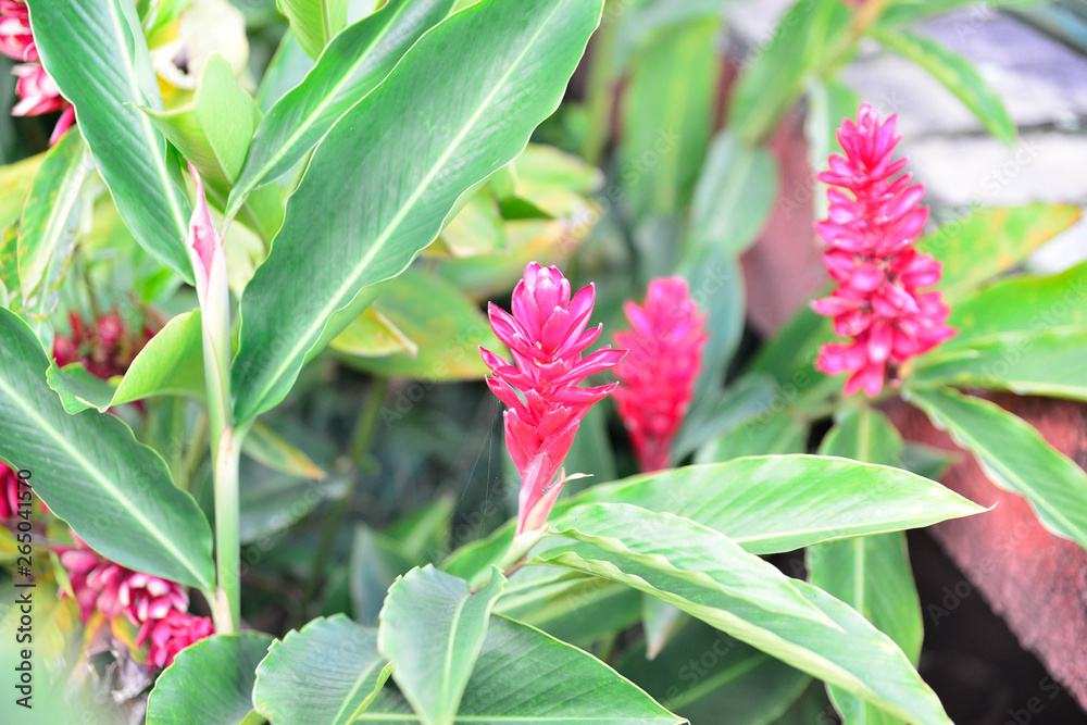 Flowers and Plants in a beautiful background. Flowers and Plants in a beautiful background.