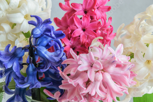 Colorful hyacinth flowers bunch close-up. Spring indoor.