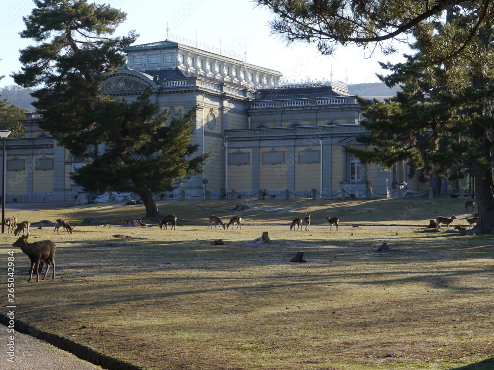 Obraz premium 奈良公園