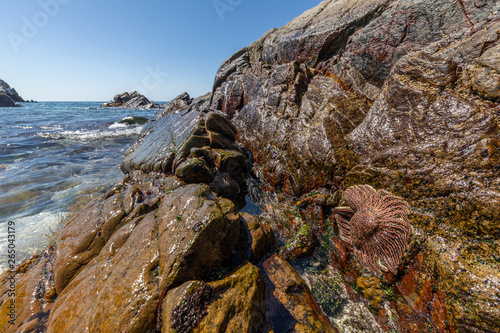 Heliaster Helianthun a multi-armed starfish typical of the South Pacific Ocean coast. Here we can see it at the cliffs of Las Tortolas beach. Amazing place for seeing sea life like this awe starfish
 photo