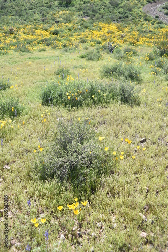 Arizona springtime desert bloom and green grasses