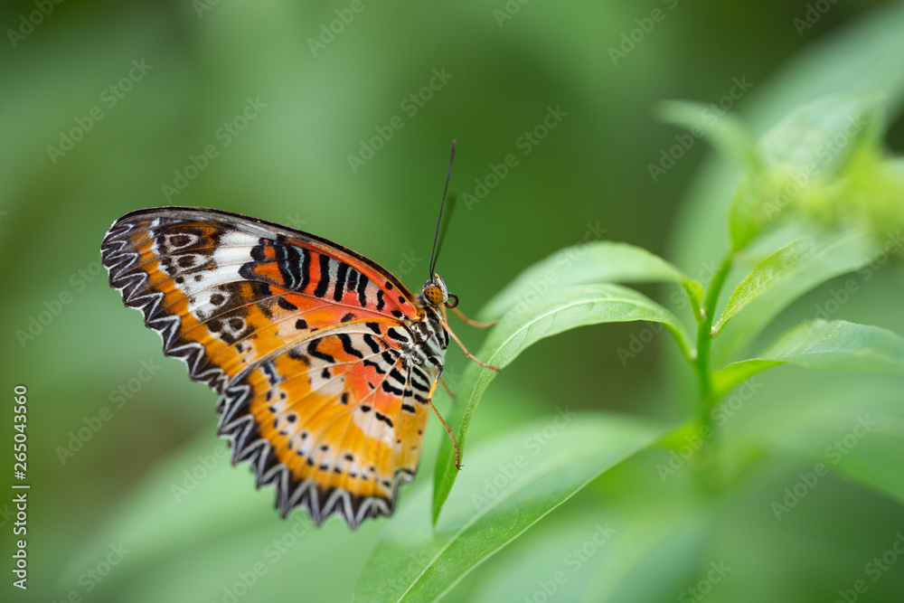 Obraz premium Butterfly and Plants