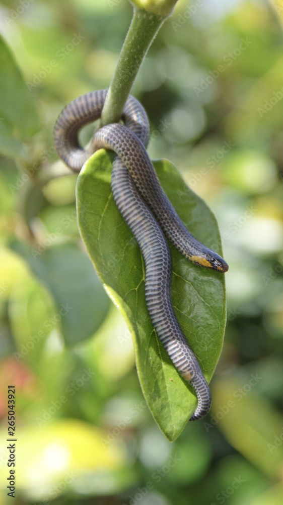 Fototapeta premium Snake