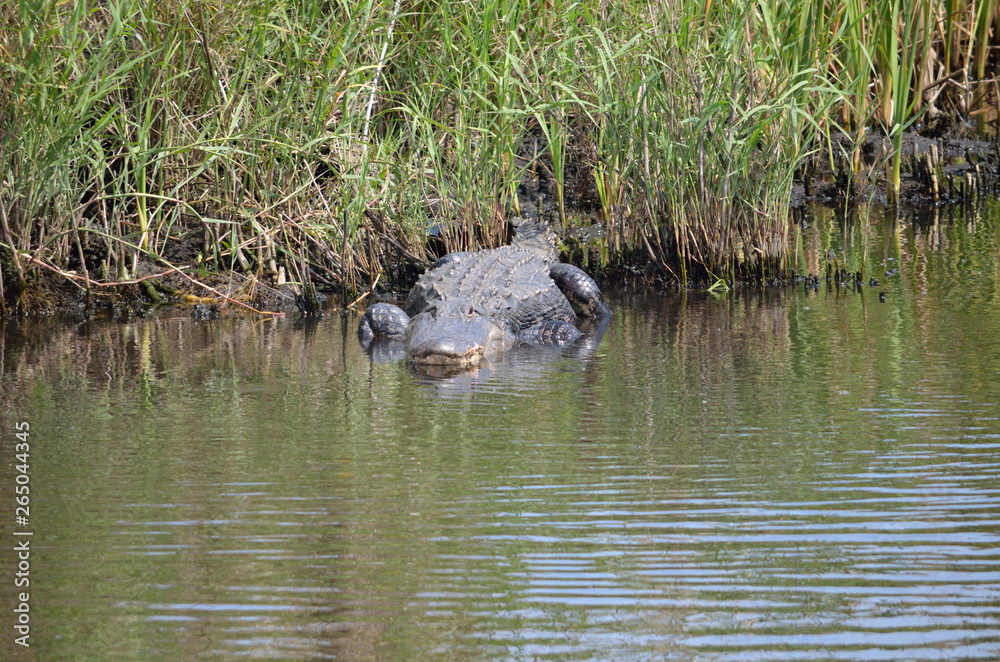Fototapeta premium alligator on the shore of a florida canal
