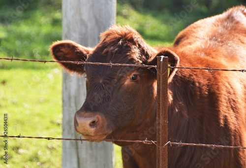 Brown Cow by Steel Post