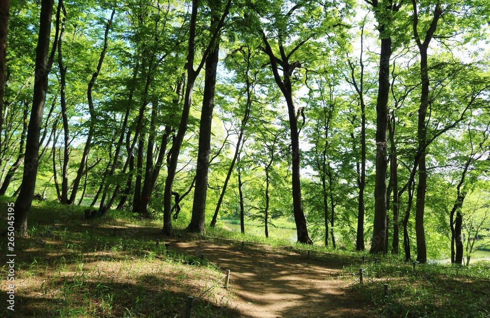 Obraz premium 風景 春 新緑 みどり 池 癒し 茨城