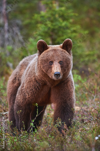 Brown Bear (Ursus arctos) photographed frontally.