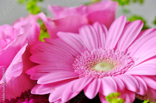 closeup of pink carnation flower